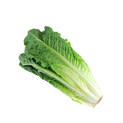 ROMAINE LETTUCE (KG) Grocery Shopping Online Jamaica